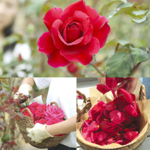 スイーツに使われているのは奥出雲薔薇園で有機肥料・無農薬で大切に育てられたバラ「さ姫」