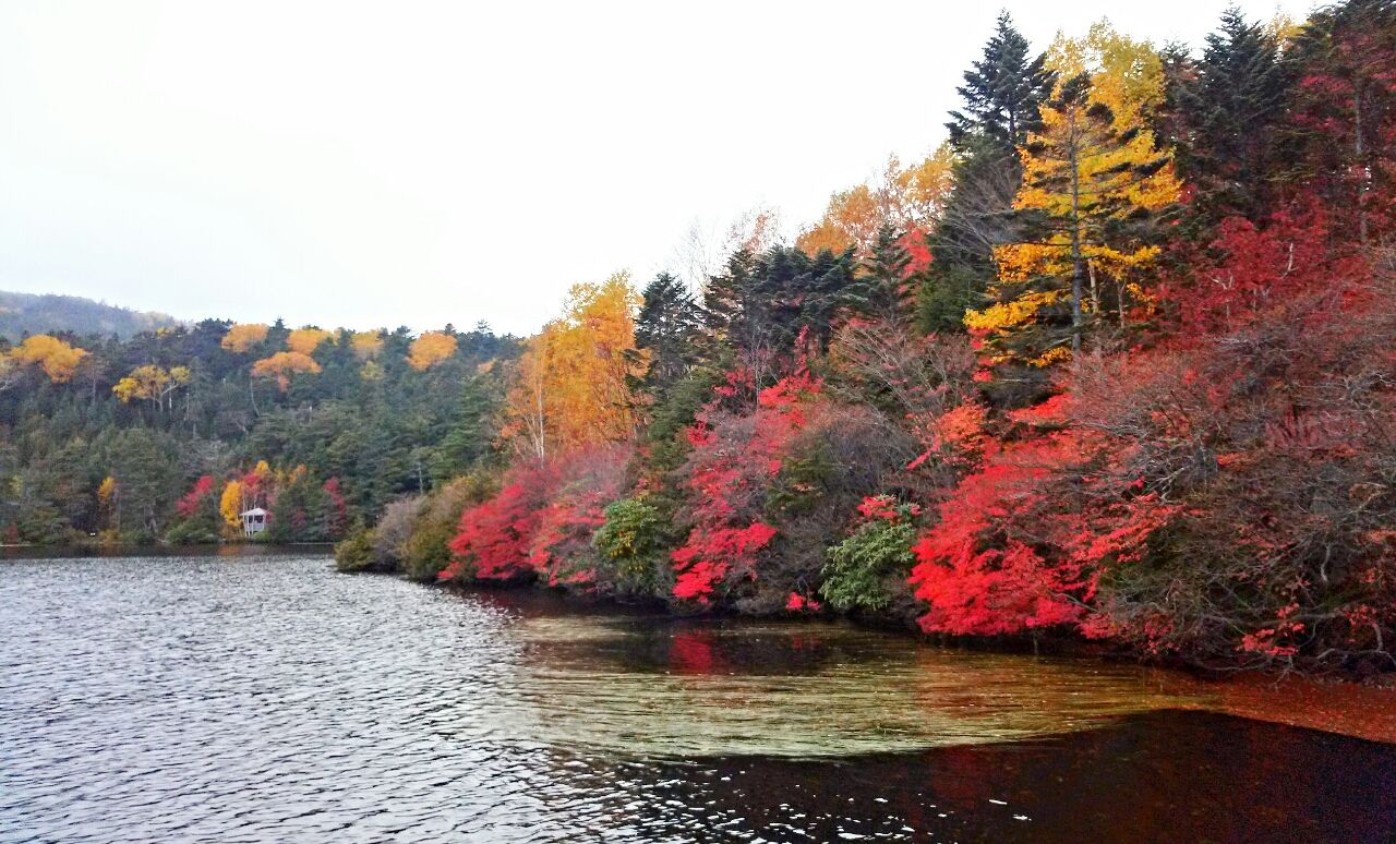 赤や黄色に色づいた白駒池の湖畔の紅葉