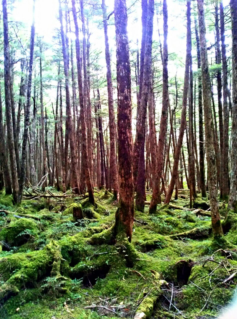 苔に覆われた白駒池の原生林