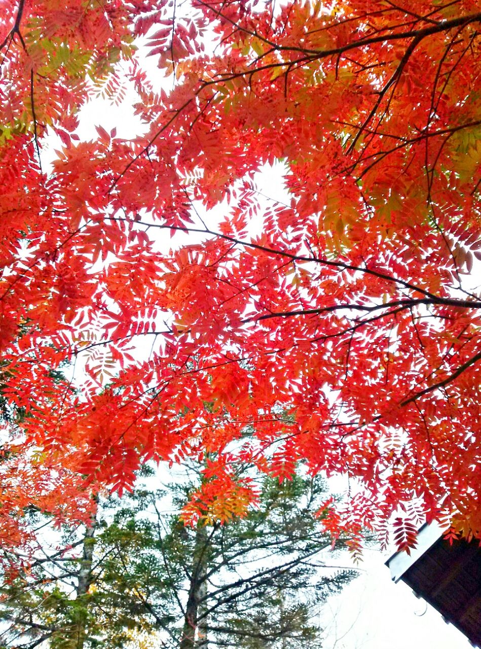 真っ赤に紅葉した白駒池の木の葉