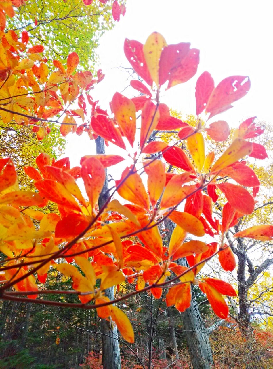 赤とオレンジに紅葉した葉
