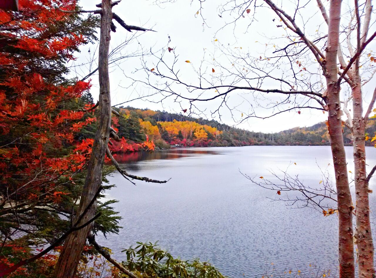 木々の間から見える白駒池と紅葉の山